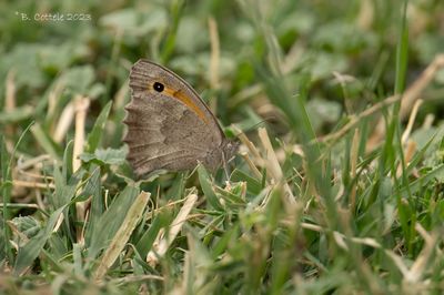 Zuidelijk grauw zandoogje - Oriental meadow brown - Hyponephele lupinus