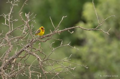 Bruinkopgors - Red-headed bunting - Emberiza bruniceps