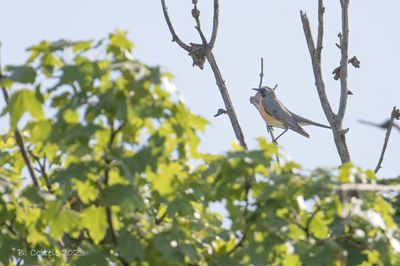 Perzische roodborst - Whtie-throated robin