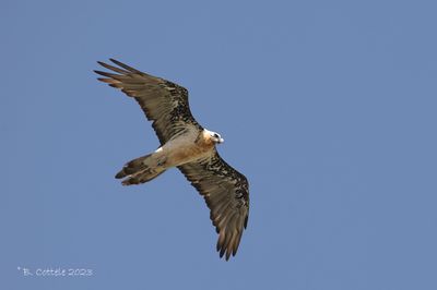 Lammergier - Bearded vulture - Gypaetus barbatus