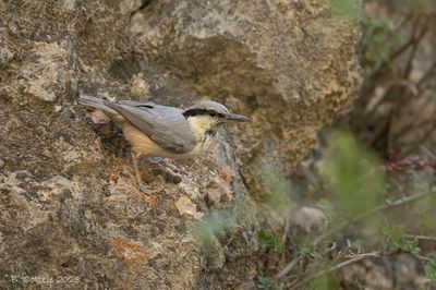 Grote rotsklever - Eastern rock nuthatch - Sitta tephronota