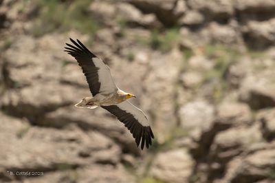 Aasgier - Egyptian vulture - Neophron percnopterus