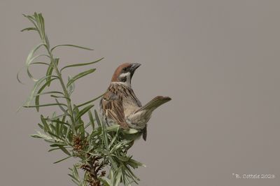 Ringmus - Eurasian tree sparrow - Passer montanus