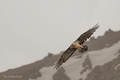 Lammergier - Bearded vulture - Gypaetus barbatus