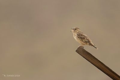Rotsmus - Rock Sparrow 