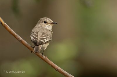 Grauwe Vliegenvanger - Spotted Flycatcher