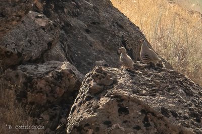 Perzische woestijnpatrijs - See-see partridge - Ammoperdix griseogularis