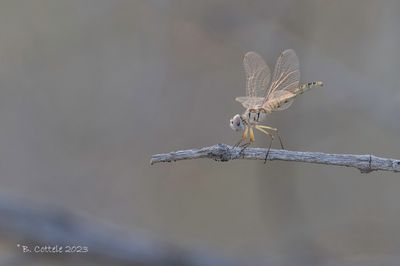 Windvaantje - Black pennant - Selysiothemis nigra