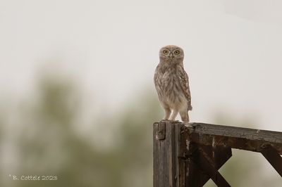 Steenuil - Little owl - Athene noctua