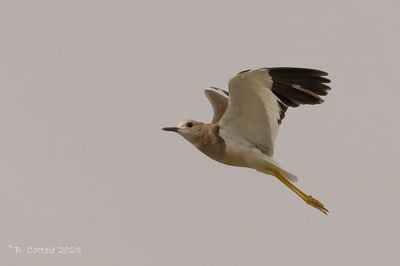 Witstaartkievit - White-tailed lapwing