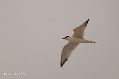 Lachstern - Gull-billed tern - Gelochelidon nilotica