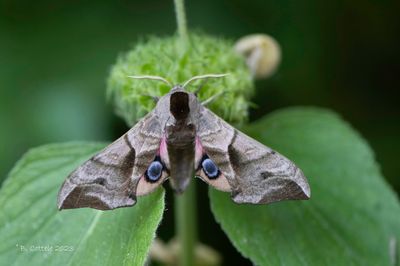 Pauwoogpijlstaart - Eyed hawk-moth - Smerinthus ocellatus