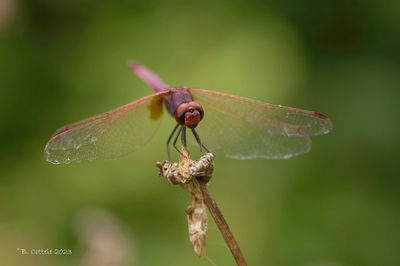 Purperlibel - Violet dropwing - Trithemis annulata