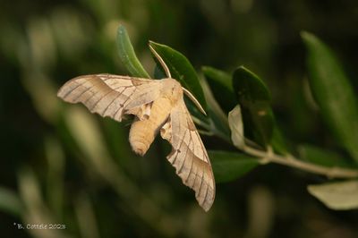 Eikenpijlstaart - Oak hawk-moth - Marumba quercus