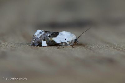 Bleekschouderuil - Pale shoulder - Acontia lucida