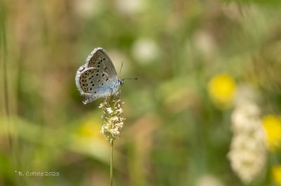 Heideblauwtje  - Silver-studded blue - Plebejus argus