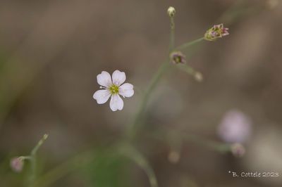 Kleine mantelanjer - Tunic flower - Petrorhagia saxifraga