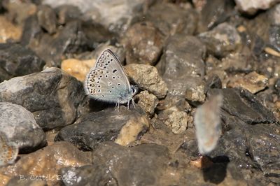 Vlaggewikkeblauwtje - Eros blue - Polyommatus eros
