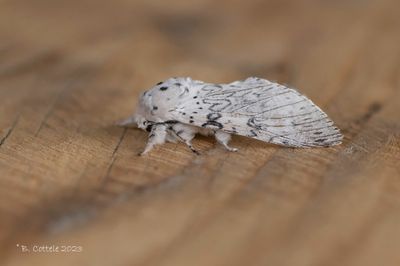Witte hermelijnvlinder - Lesser puss moth - Cerura erminea