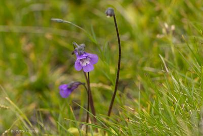 Vetblad - Common butterwort - Pinguicula vulgaris