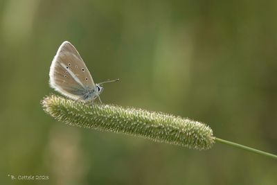 Witstreepblauwtje - Damon blue - Polyommatus damon