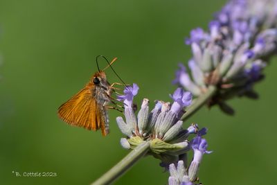 Dwergdikkopje - Lulworth skipper - Thymelicus acteon