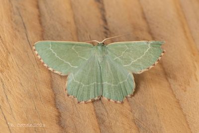 Geblokte zomervlinder - Sussex emerald - Thalera fimbrialis