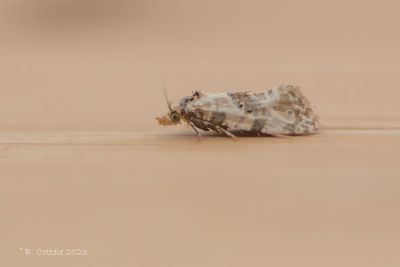 Dubbelkelkbladroller - Cochylis moliculana