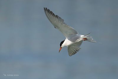 Visdief - Common tern - Sterna hirundo