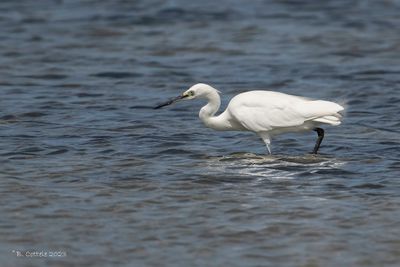 Kleine zilverreiger - Little egret - Egretta garzetta