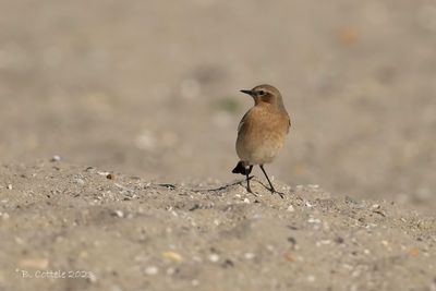 Tapuit - Northern wheatear - Oenanthe oenanthe