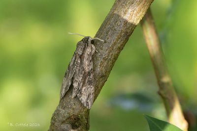 Windepijlstaart - Convolvulus hawk-moth - Agrius convolvuli