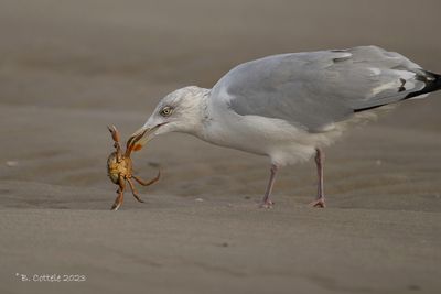 Zilvermeeuw - European herring gull - Larus argentatus