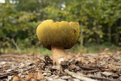 Gewoon eekhoorntjesbrood - Cep - Boletus edulis