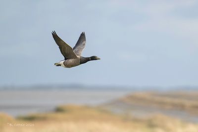 Rotgans - Brant - Branta bernicla