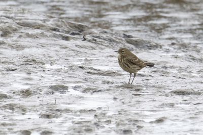 Oeverpieper - European rock pipit - Anthus petrosus