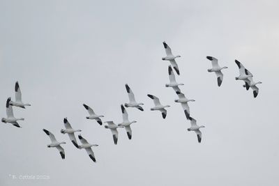 Sneeuwgans - Snow goose - Anser caerulescens