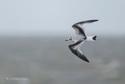Dwergmeeuw - Little gull - Hydrocoloeus minutus