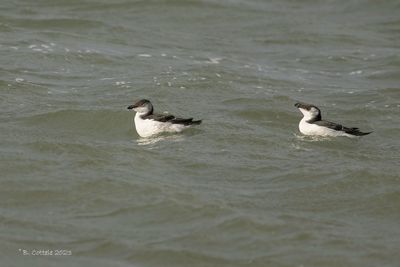 Alk - Razorbill - Alca torda