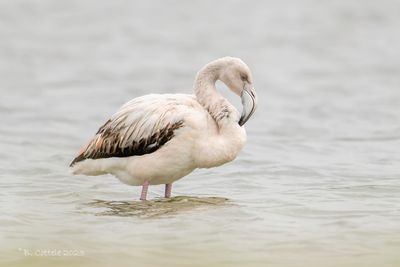 Flamingo - Greater flamingo - Phoenicopterus roseus
