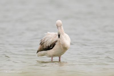 Flamingo - Greater Flamingo