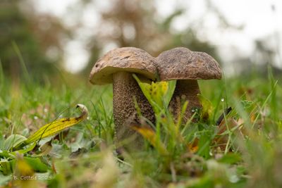 Berkenboleet - Rough-stemmed bolete - Leccinum scabrum