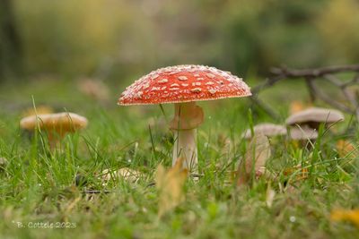 Vliegenzwam - Fly agaric - Amanita muscaria