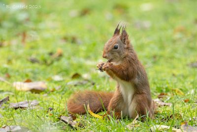 Europese rode eekhoorn - Red squirrel - Sciurus vulgaris