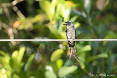 Witbuikdrongo - White-bellied drongo - Dicrurus caerulescens