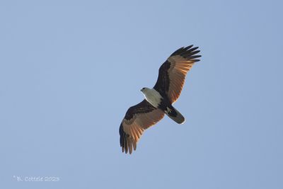 Brahmaanse Wouw - Brahminy kite - Haliastur indus