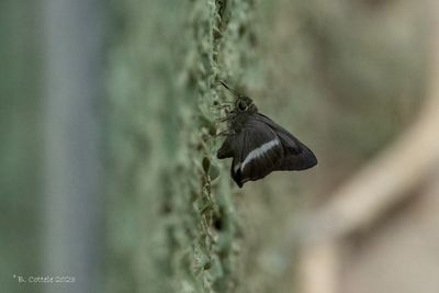 White banded awl - Hasora taminatus