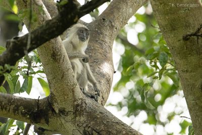 Ceylonhoelman - Tufted gray langur - Semnopithecus priam