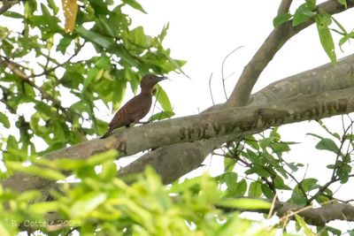 Rosse specht - Rufous woodpecker