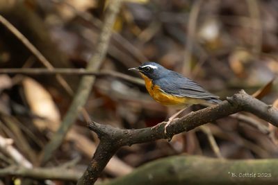 Oranje nachtegaal - Indian blue robin - Larvivora brunnea